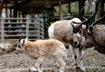 海南省院士立異渠道科研項目檢驗成果發布